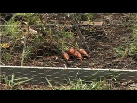 Herb Gardening : How Do I Keep Rabbits Out of Herb Gardens? Herb Gardening : How Do I Keep Rabbits Out of Herb Gardens?