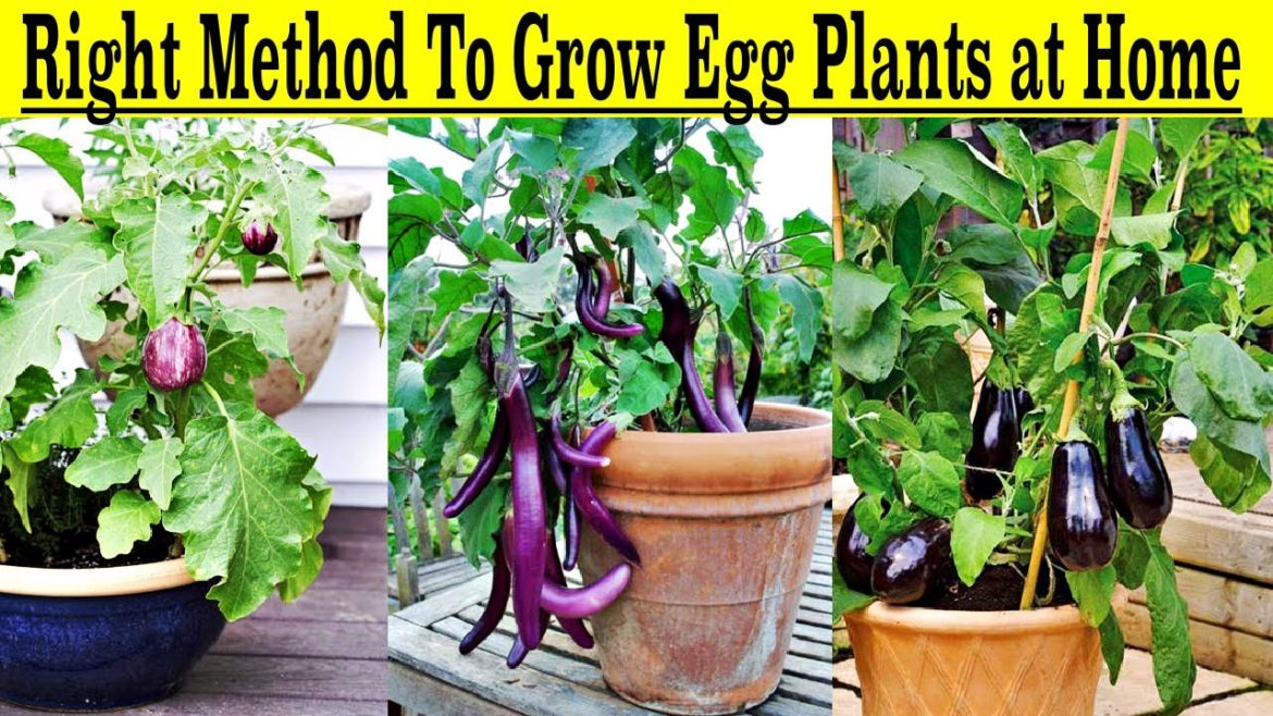 How To Grow Eggplant/Brinjal in Containers (SEED TO HARVEST) || Vegetable Gardening