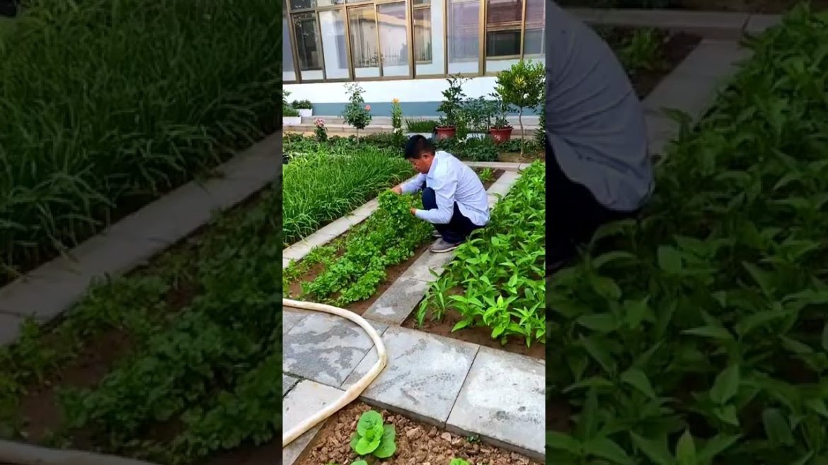 October 2022 Tips for garden  at home with me