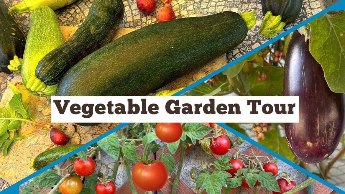 SEE Methods of Growing Vegetables Elevated in Raised Bed Container Gardening, Vertical & Box Garden