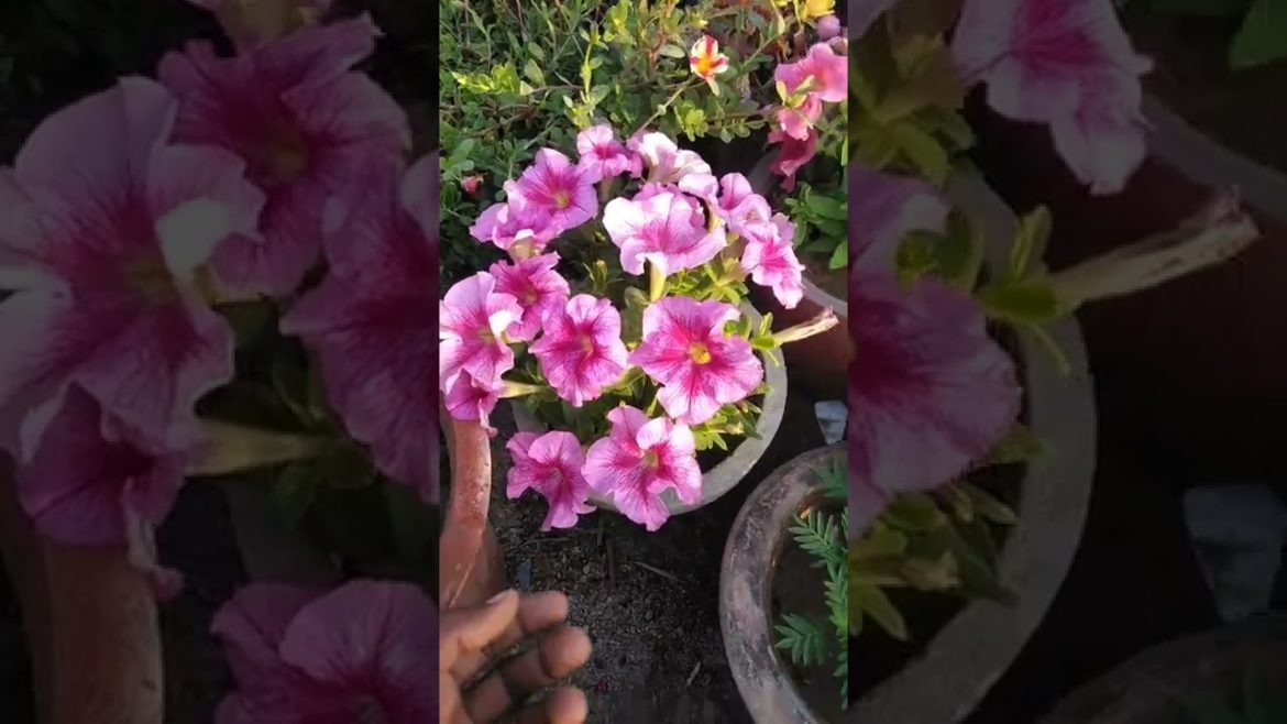 Petunia careing tips