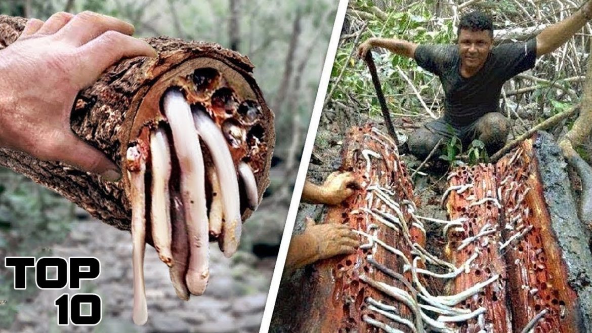 Top 10 Deadliest Trees You Should Never Touch