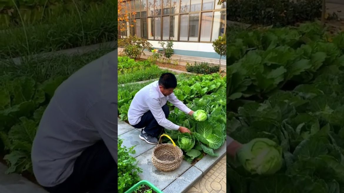 Beautiful Nature with Rural Life #shorts #naturalife #rurallife