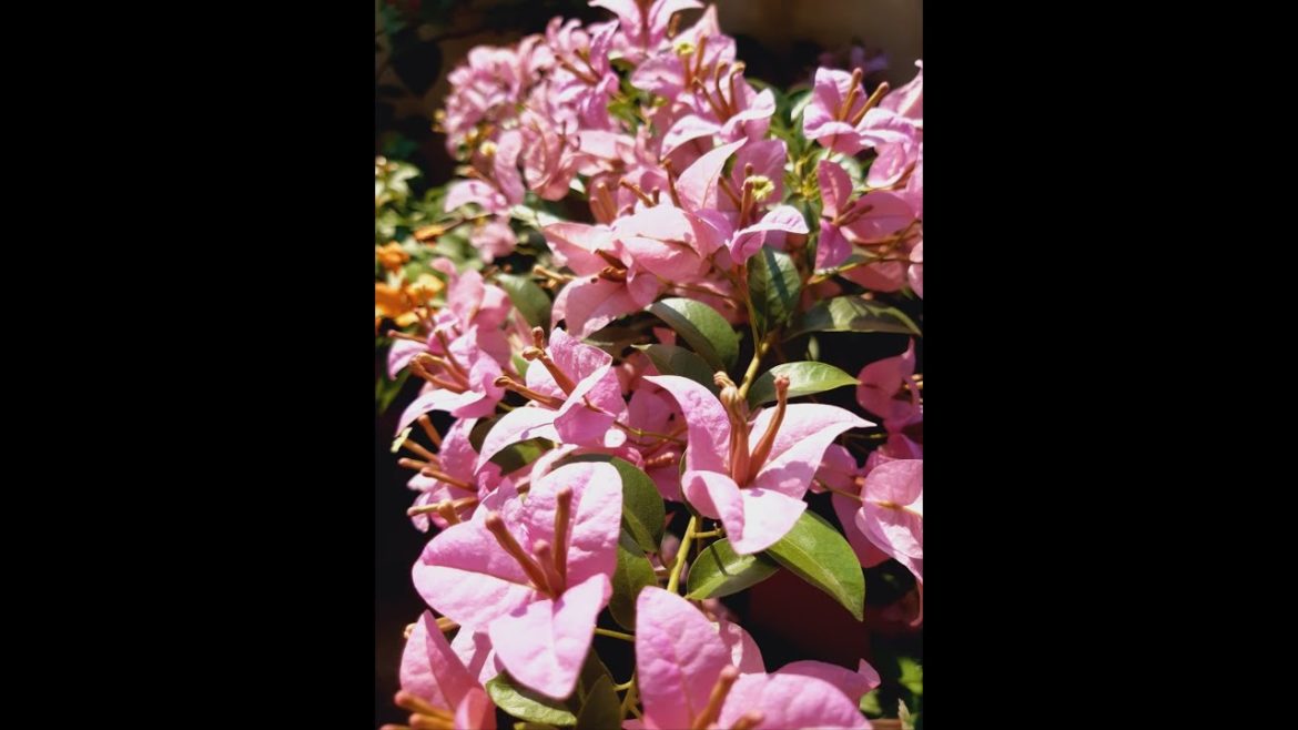 Bougainville flowering tips| malayalam gardening | kadalas flower | tips for bougainville..😳 Bougainville flowering tips| malayalam gardening | kadalas flower | tips for bougainville..😳