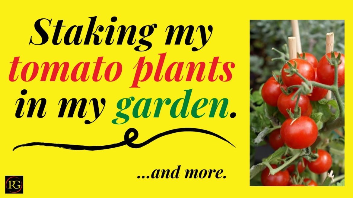 How I Stake My Tomatoes in My Container Garden