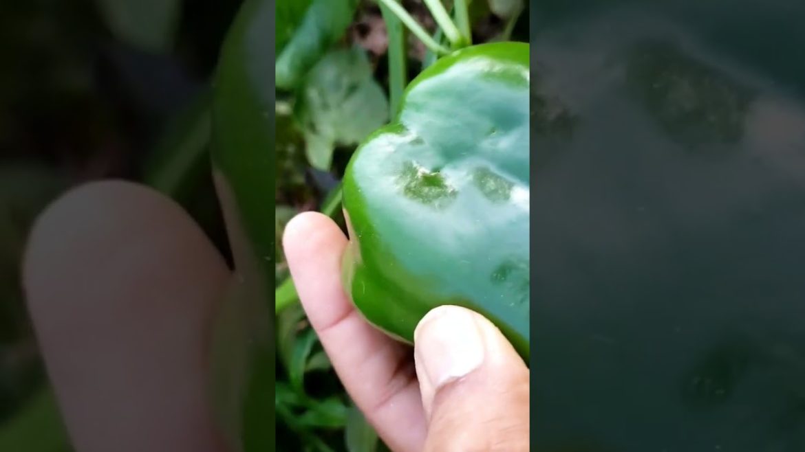 Vegetable garden #garden #vegetablegarden #shorts