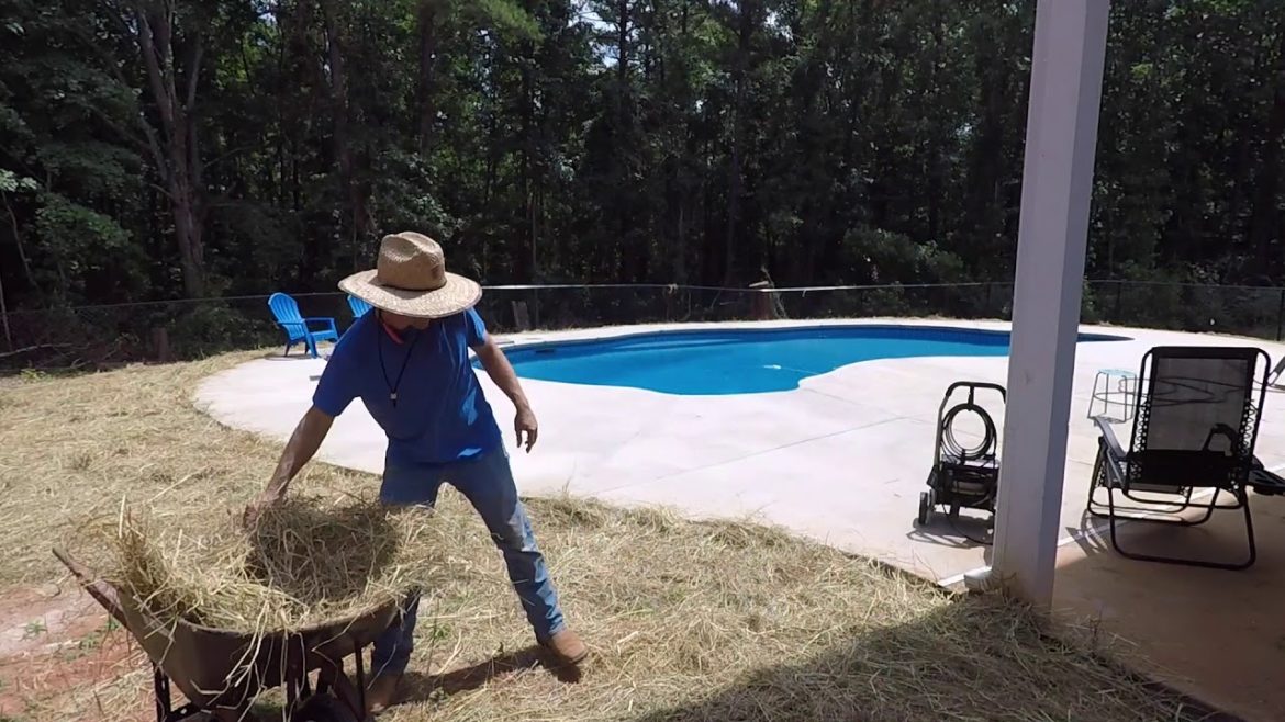 Spreading wheat straw around inground swimming pool. | Backyard landscaping