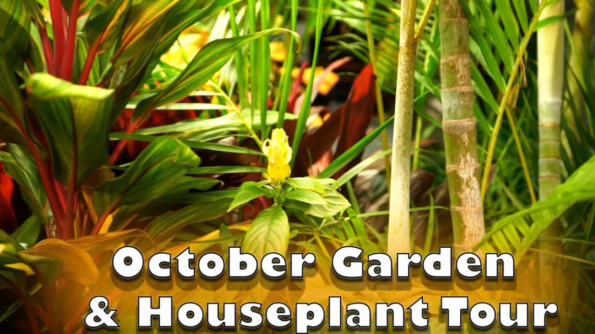 October Garden and Houseplant Tour 2022 October Garden and Houseplant Tour 2022