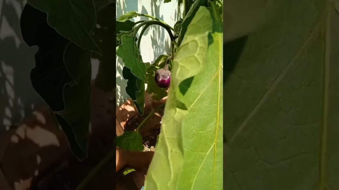 I grow eggplant 🍆 at home #shorts
