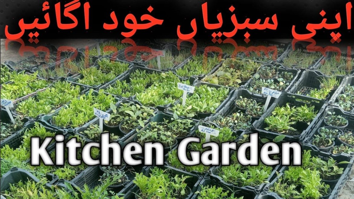 Kitchen Gardening Market in lahore |Vegetable Seeds |Home Garden |Seed for vegetable Gardening