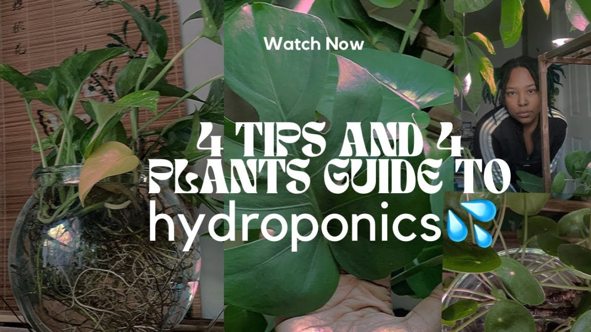 How to Hydroponic Garden🌿 |Tips and 4 houseplants that grow fast in water🫙