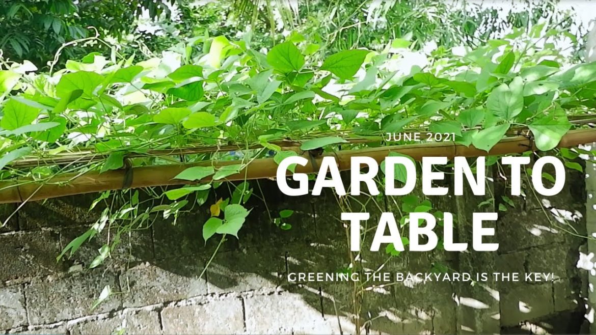 Green Gardening | Backyard Vegetable Gardening | Magtanim Para May Anihin | Self – Sustainability Green Gardening | Backyard Vegetable Gardening | Magtanim Para May Anihin | Self - Sustainability