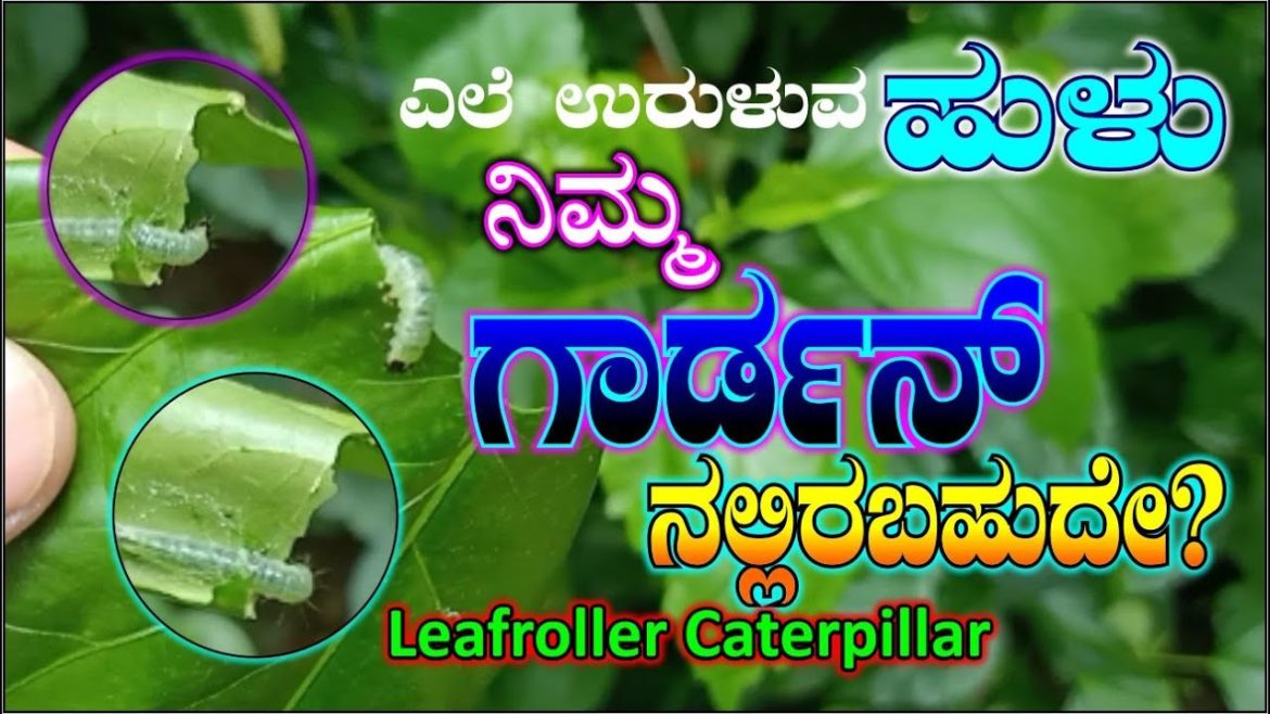 ಎಲೆ ಉರುಳುವ ಹುಳು I ಕೀಟ | leaf roll caterpillar ಎಲೆ ಉರುಳುವ ಹುಳು I ಕೀಟ | leaf roll caterpillar