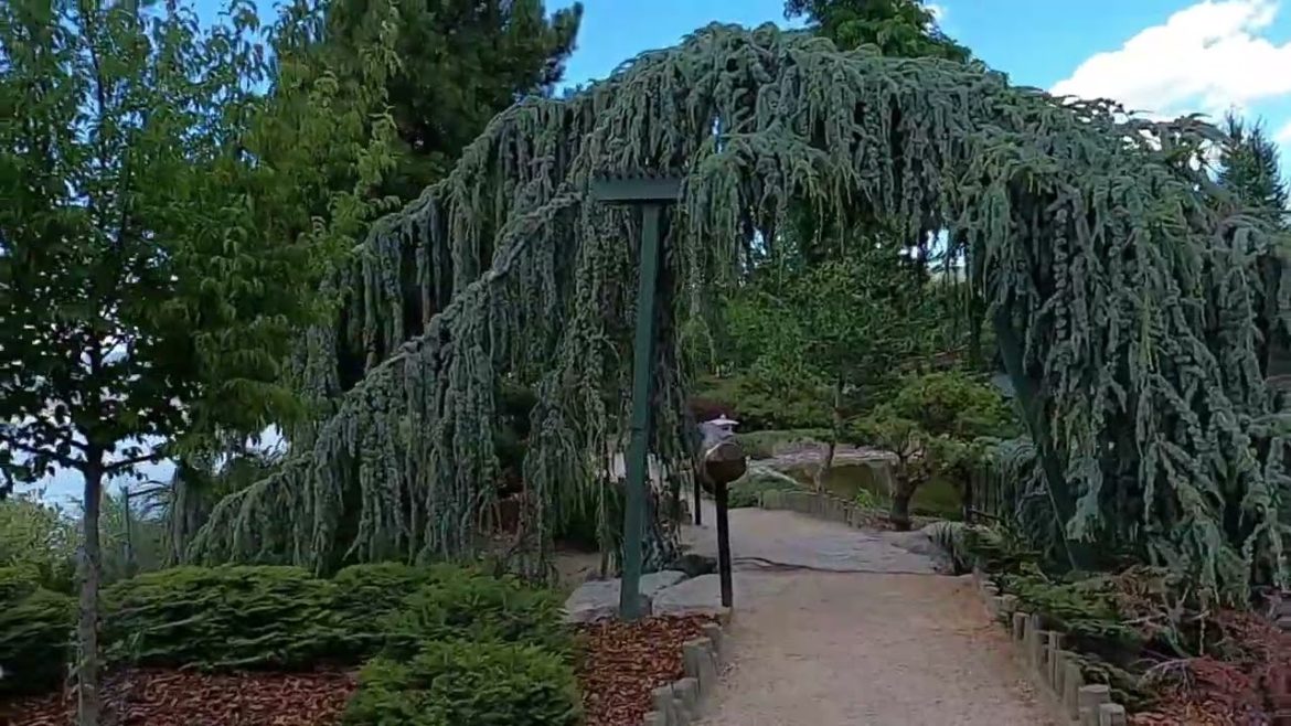 Walk through the idyllic Ikeda Japanese Garden to enjoy the views and to spot fish in the ponds. Walk through the idyllic Ikeda Japanese Garden to enjoy the views and to spot fish in the ponds.