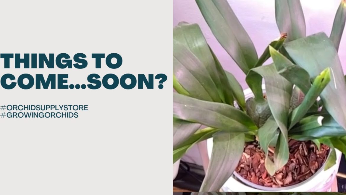 Orchid Flowers Coming Soon! !#shorts #orchids #futureorchidblooms#orchid bloom Orchid Flowers Coming Soon! !#shorts #orchids #futureorchidblooms#orchid bloom
