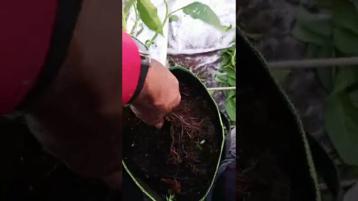 Mo peppers putting pepper plants to bed