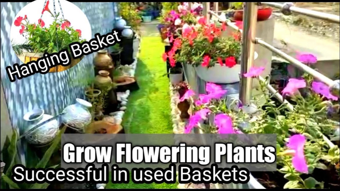 Grow Flowering Plants in Baskets | Reused Products In your gardening | How to make hanging baskets