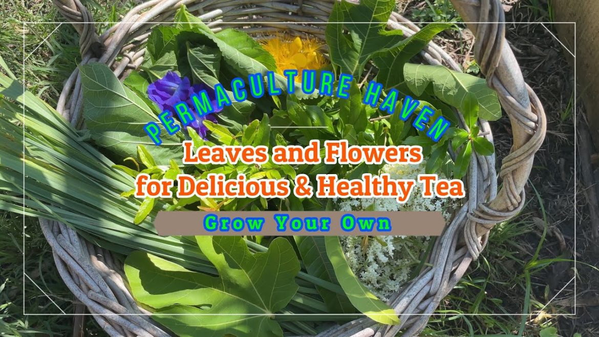 What Plants are Good for Tea - Our Food Forest has Lots to Offer at Permaculture Haven