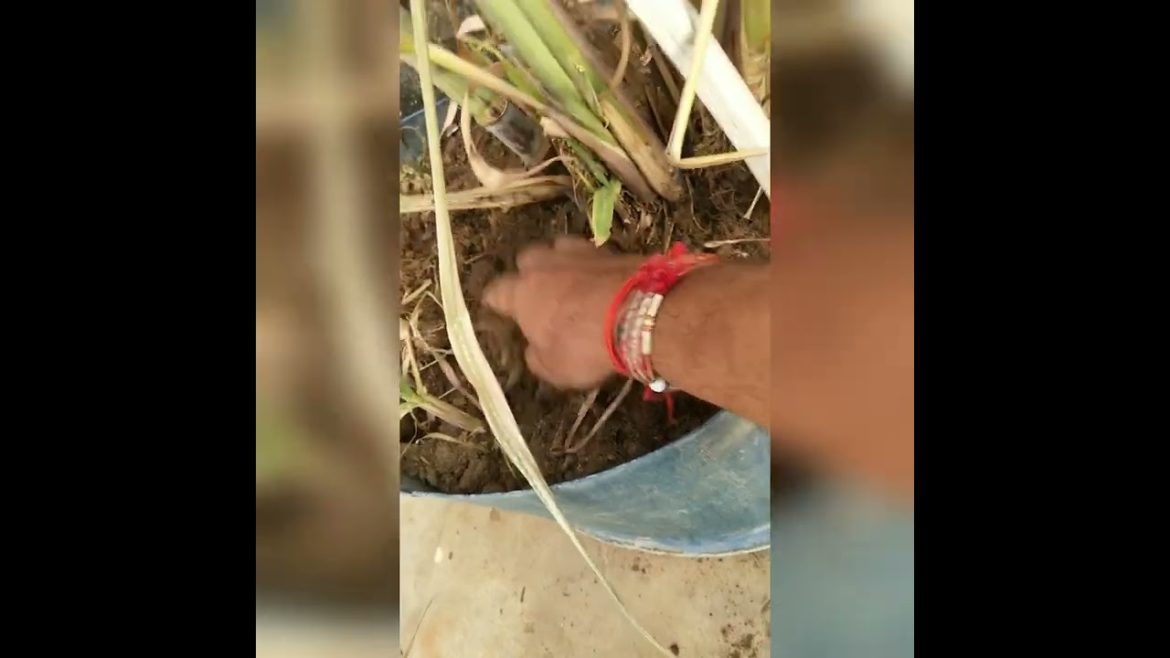छत में गन्ना(ऊँख)लगाने का सरल तरीका।।Terrace Garden Tips with Gyanu