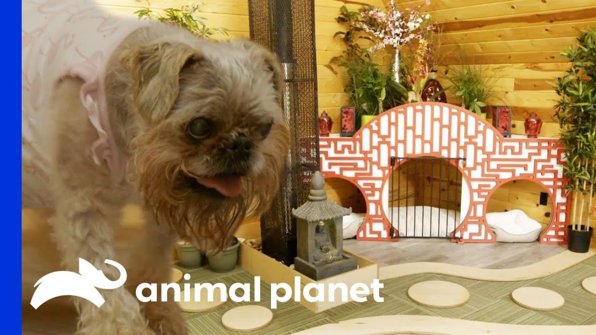 Designing A Japanese Zen Garden For A Blind Dog | Animal Cribs