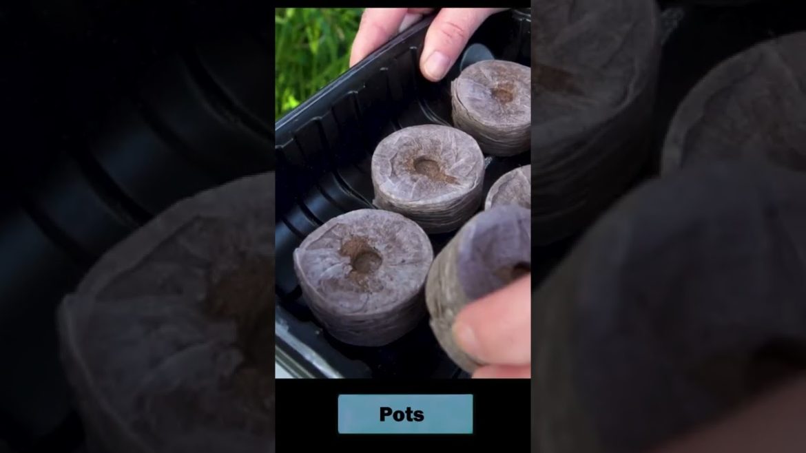 Grow Plants from Seed - DIY Garden Supplies #short