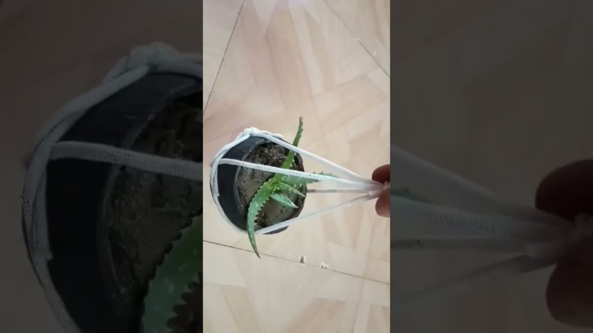 Coconut Shell Gardening 💡Ideas😍😍.. #shorts #craft #diy