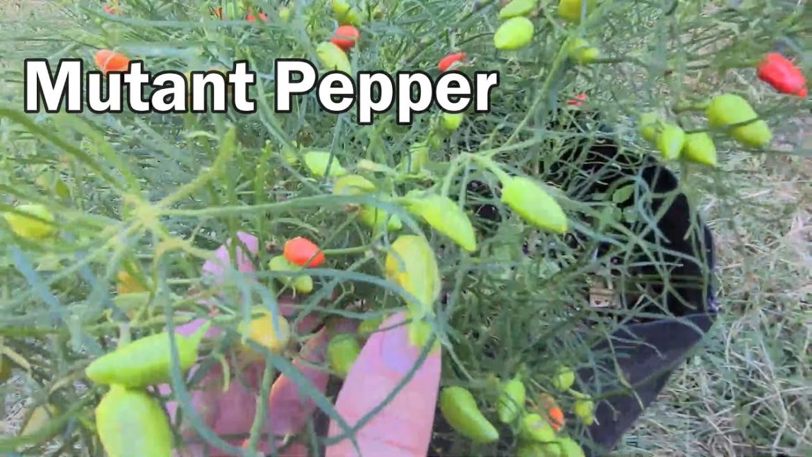 Our Mutant Pepper Plants – They Sure Don't Look Like Pepper Plants Our Mutant Pepper Plants - They Sure Don't Look Like Pepper Plants