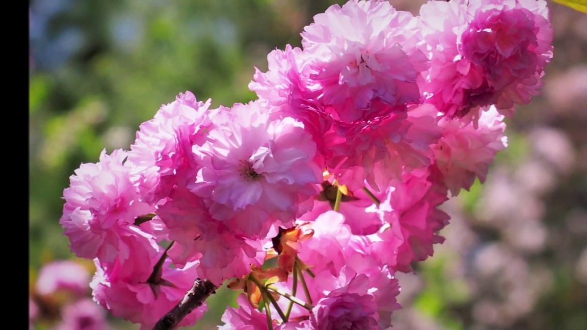 Japanese Garden at Missouri Botantical Garden