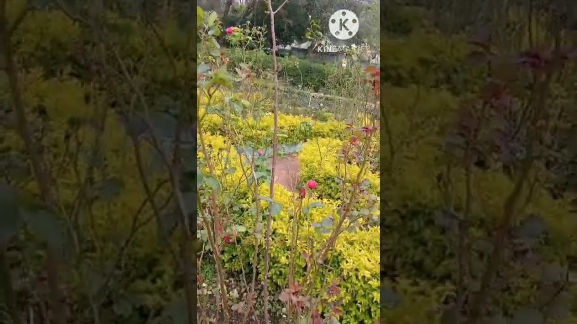 Kodaikanal tour vlog #kodaikanaltouristplaces #kodaikanalvlog #kodaikanal