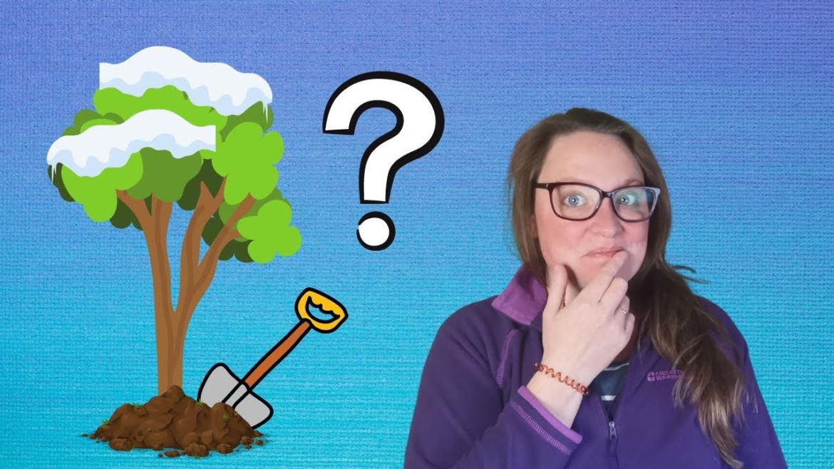 Can I plant trees in the winter? Winter garden tips. Can I plant trees in the winter? Winter garden tips.