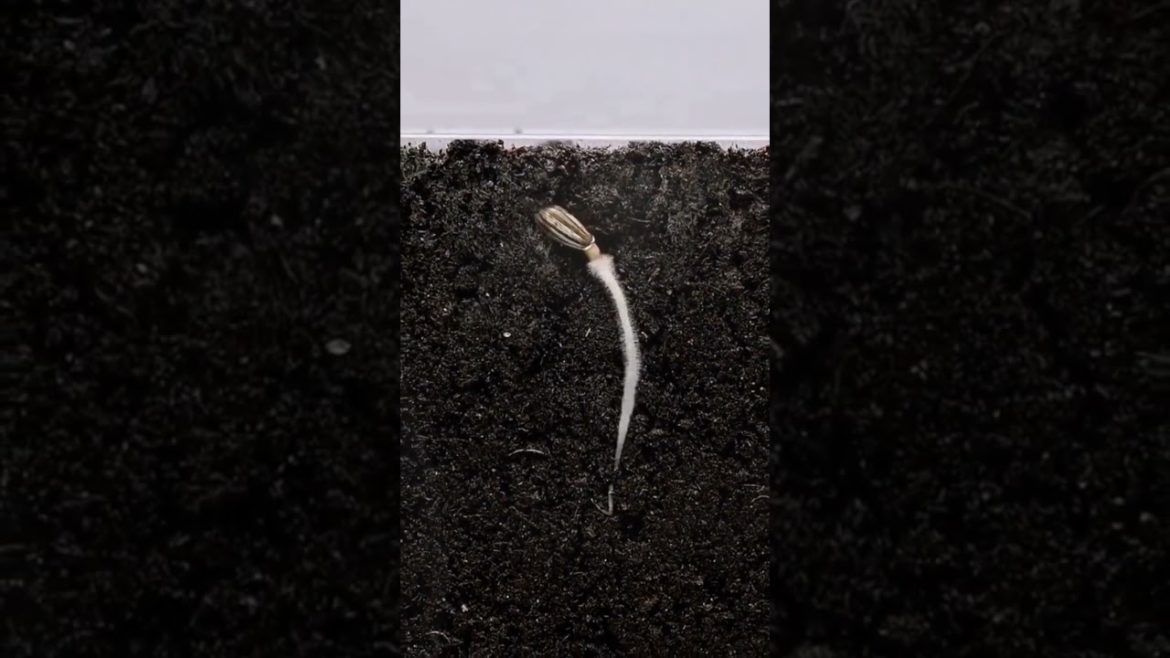 Record the whole process of sunflower growth.#gardening #plants #plant #india #shorts