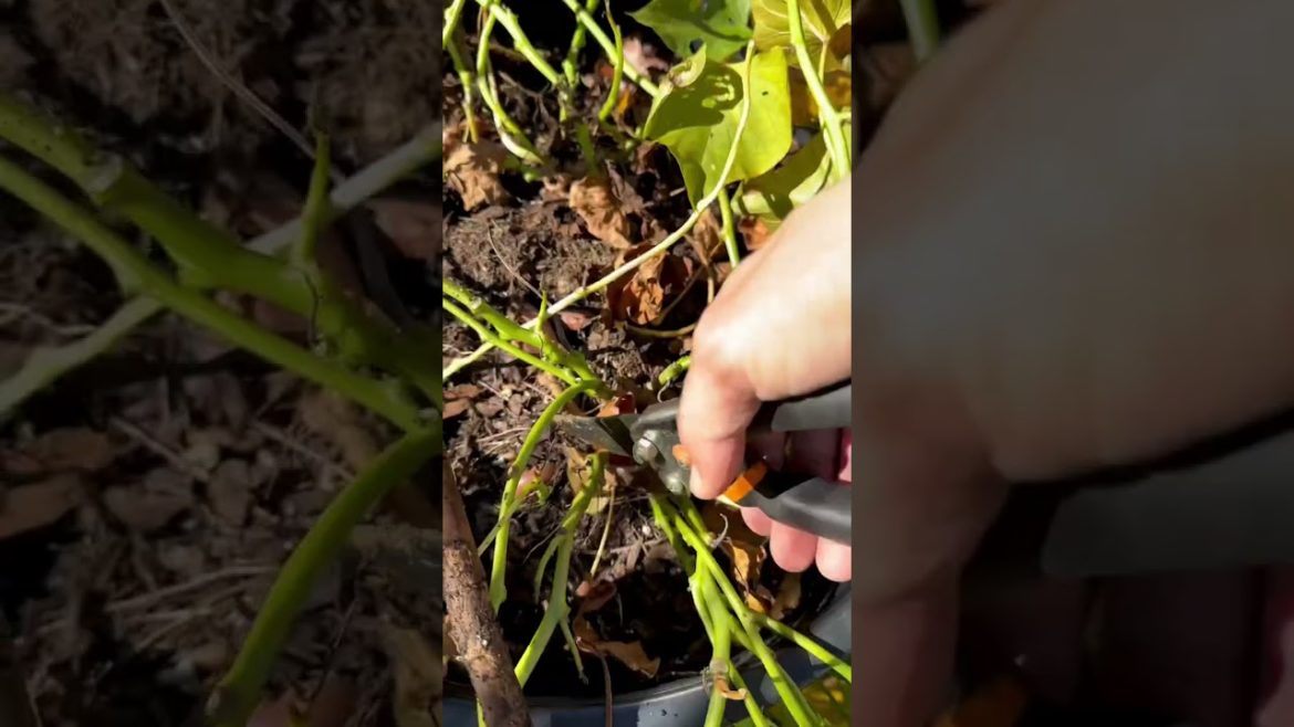 Container Sweet Potatoes 2022