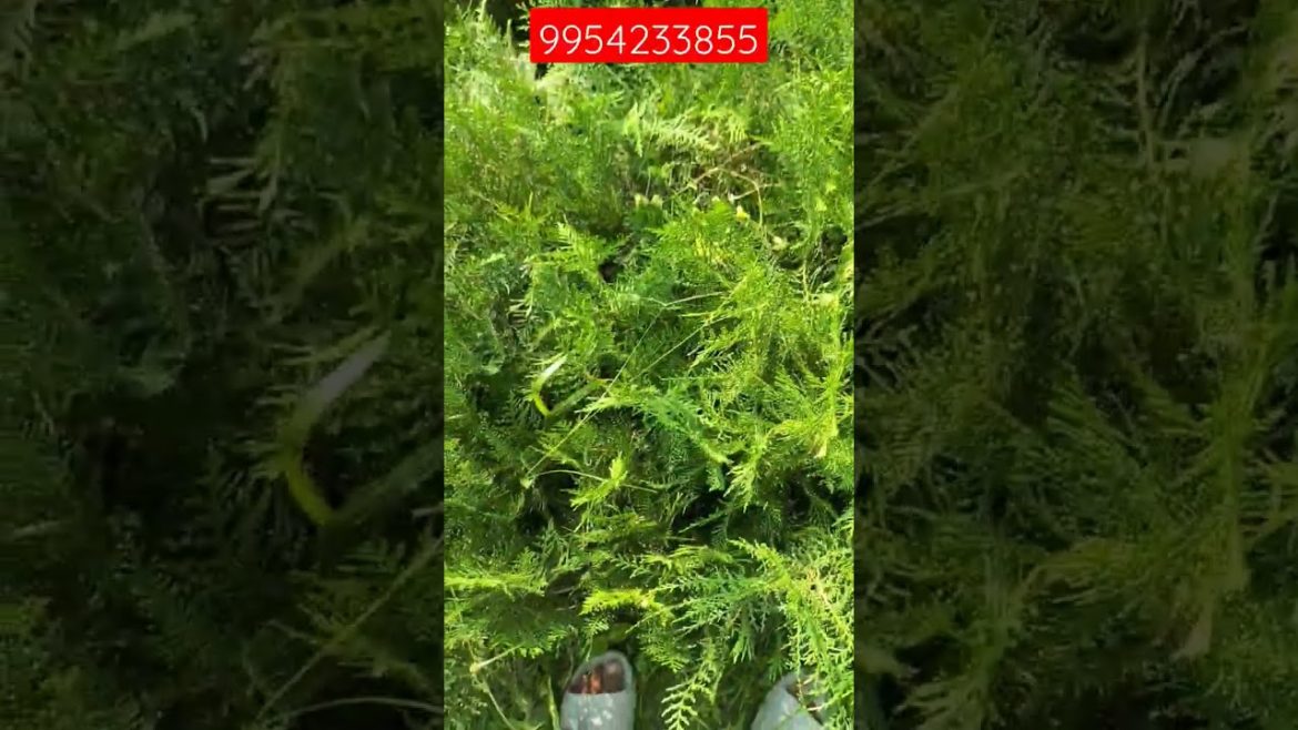 Thuja pine9954233855wholes price all India supply available