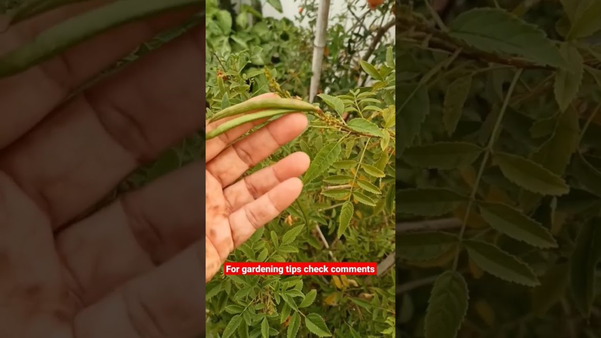 Gardening tips for beginners Gardening tips for beginners