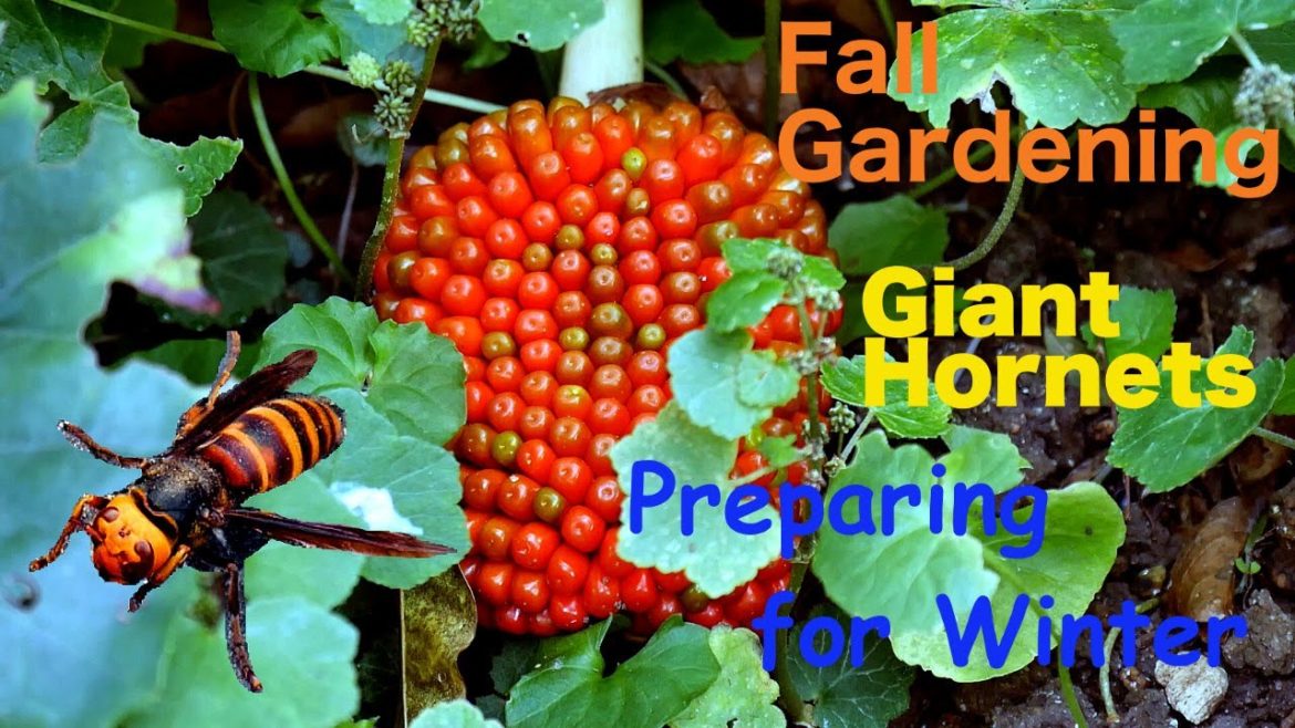 Fall Gardening in my Japanese Garden, Preparing for Winter Fall Gardening in my Japanese Garden, Preparing for Winter
