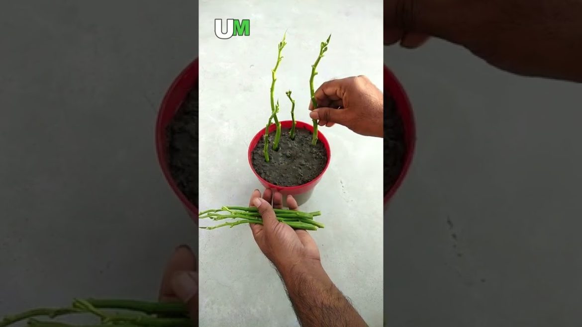 Grow water spinach / Ipomoea aquatic from cuttings #shorts
