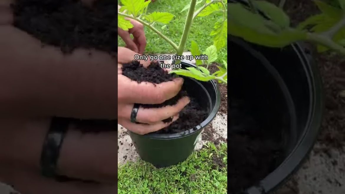 #shorts #garden #gardening #gardentour #gardener #gardens #harvest #harvesting #organic #planting #shorts #garden #gardening #gardentour #gardener #gardens #harvest #harvesting #organic #planting