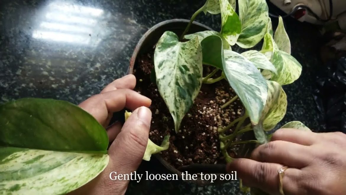 Easy steps to follow for a healthy marble money plant Easy steps to follow for a healthy marble money plant