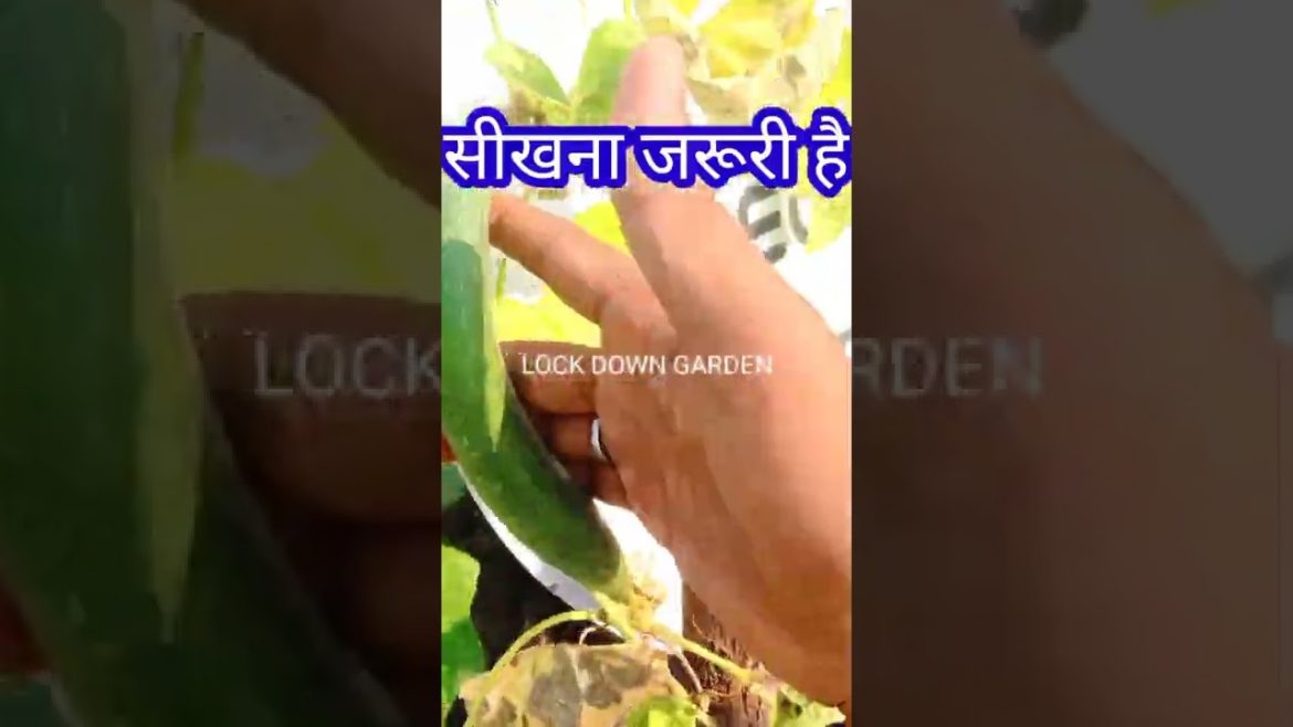 How to grow vegetables/Ridge guard at home#Kitchen Gardening tips#shorts@Garden Up