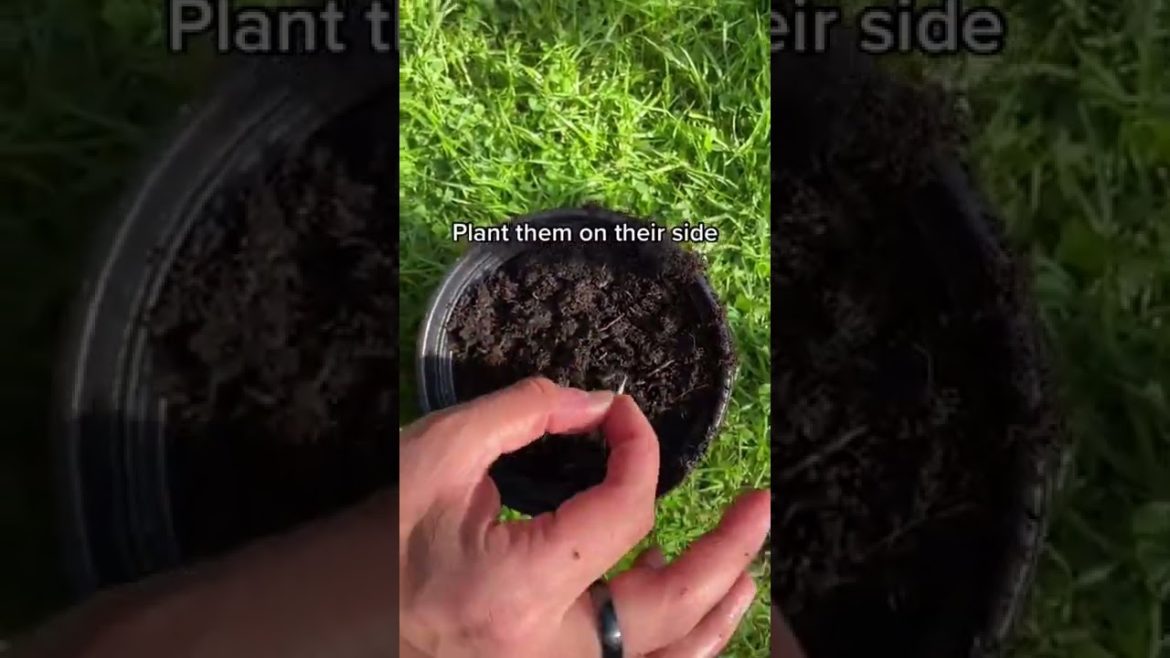 #shorts #garden #gardening #gardentour #gardener #gardens #harvest #harvesting #organic #planting #shorts #garden #gardening #gardentour #gardener #gardens #harvest #harvesting #organic #planting