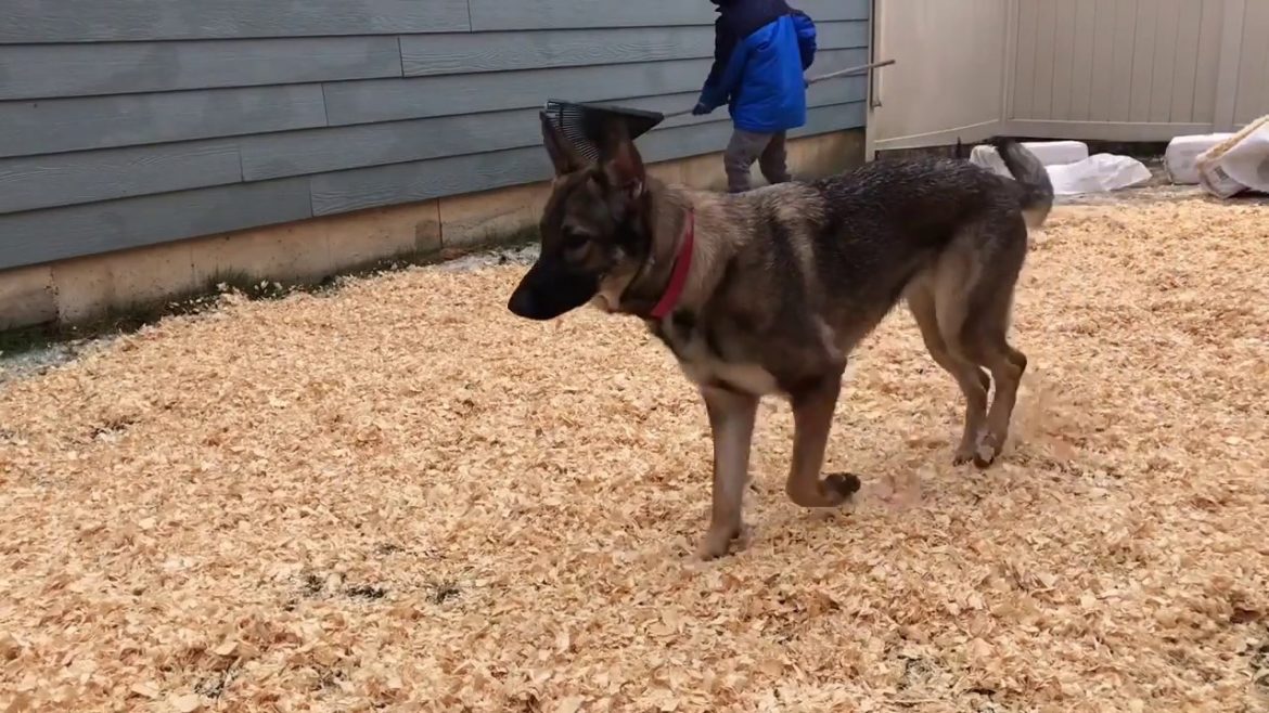 muddy backyard fix if you have dogs muddy backyard fix if you have dogs