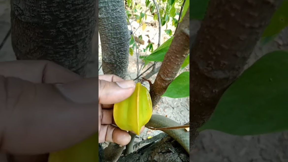 I grow star fruit tree at home #shorts I grow star fruit tree at home #shorts