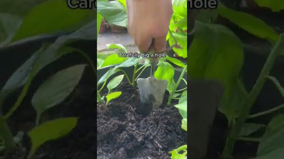 #shorts #garden #gardening #gardentour #gardener #gardens #harvest #harvesting #organic #planting #shorts #garden #gardening #gardentour #gardener #gardens #harvest #harvesting #organic #planting