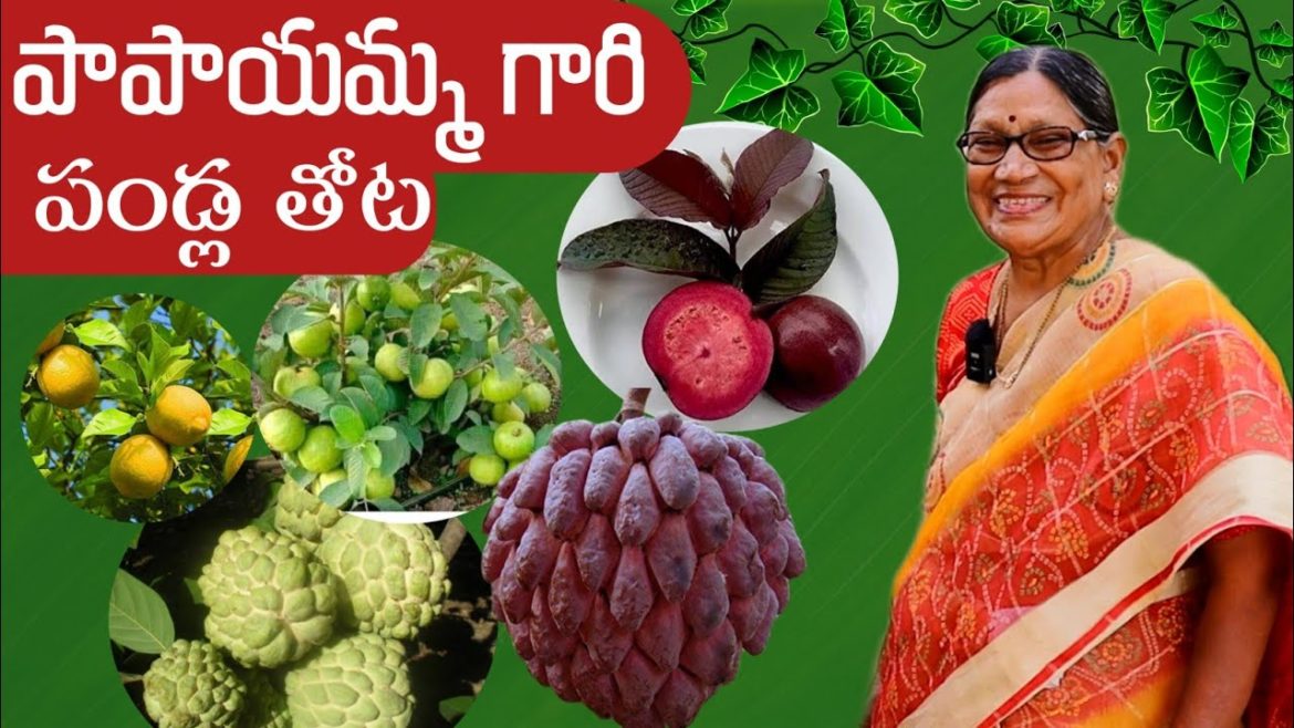 పాపాయమ్మ గారి పండ్ల తోట Fruit plants on terrace garden