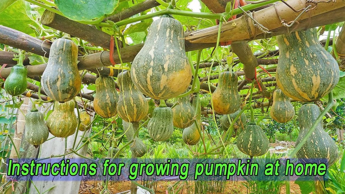 Unexpected idea, recycle old plastic containers to grow pumpkins for many and sweet fruits