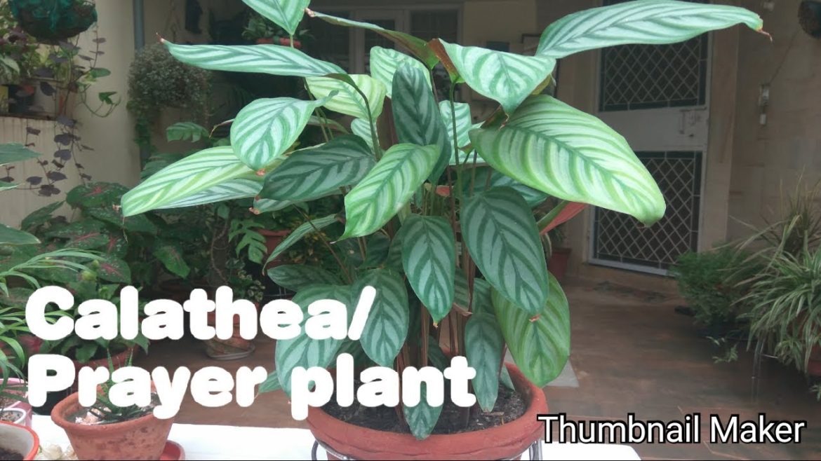 Calathea and its care #INDEX 4- Mita Bishnoi Garden tips Calathea and its care #INDEX 4- Mita Bishnoi Garden tips