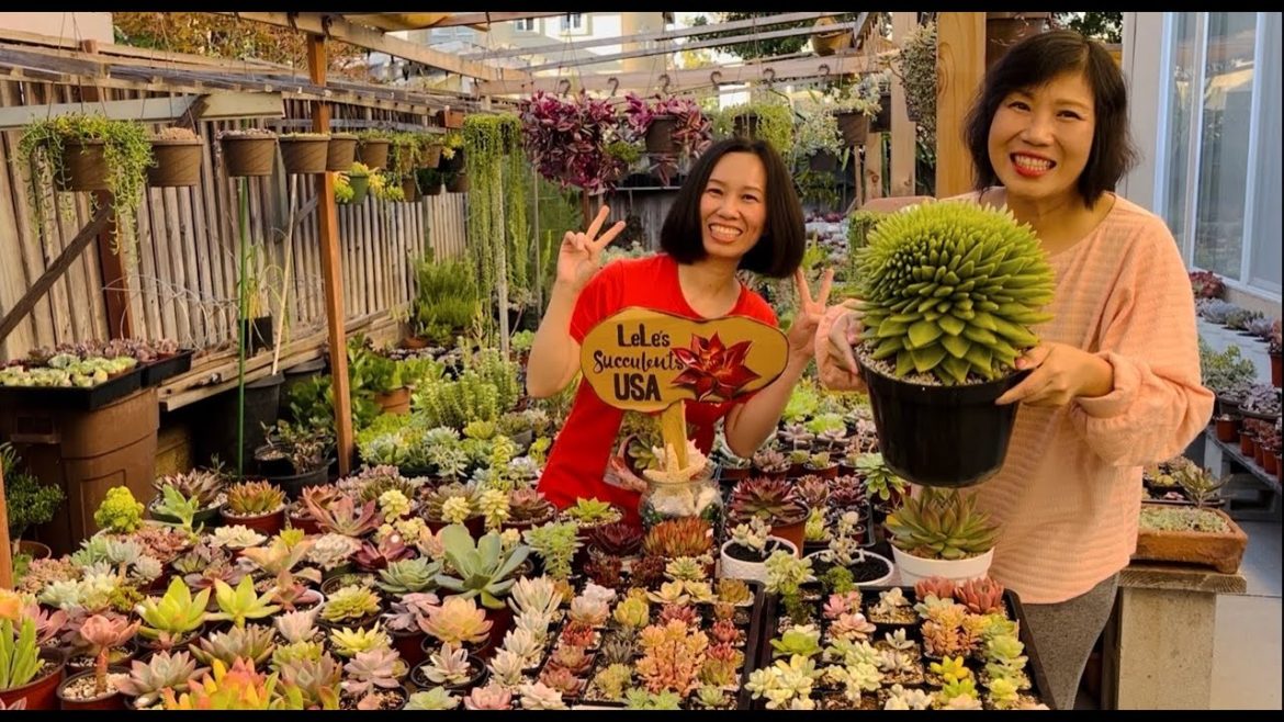 SO HAPPY TO SEE VISITORS AT MY GARDEN | RẤT VUI ĐƯỢC CHỊ THẢO CALI GHÉ THĂM  | 다육식물 | 多肉植物 SO HAPPY TO SEE VISITORS AT MY GARDEN | RẤT VUI ĐƯỢC CHỊ THẢO CALI GHÉ THĂM  | 다육식물 | 多肉植物