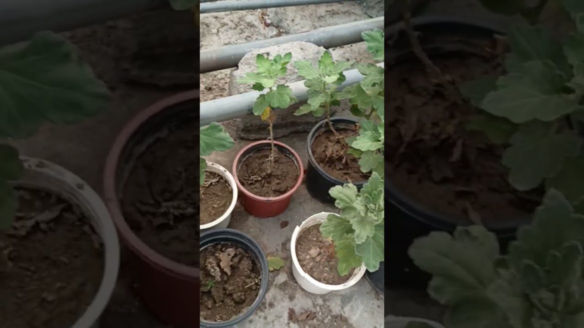 Garden update #naturetreasure Garden update #naturetreasure