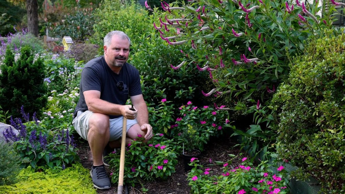 New Shrubs and Groundcovers for the Garden