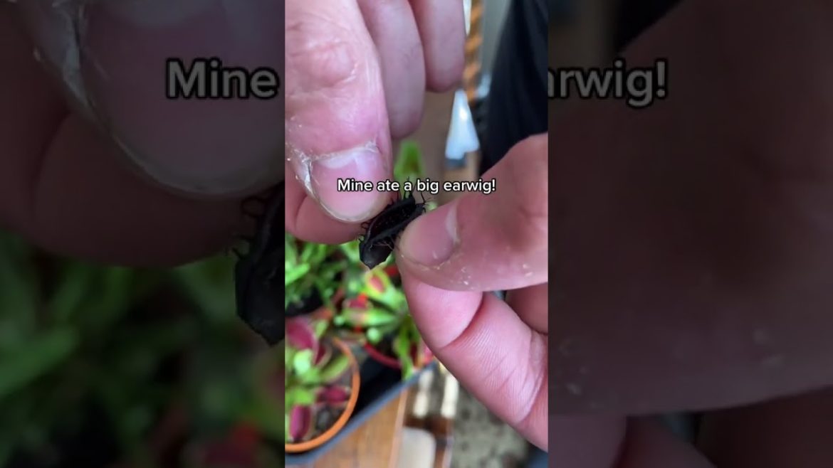 #shorts #garden #gardening #gardentour #gardener #gardens #harvest #harvesting #organic #planting #shorts #garden #gardening #gardentour #gardener #gardens #harvest #harvesting #organic #planting